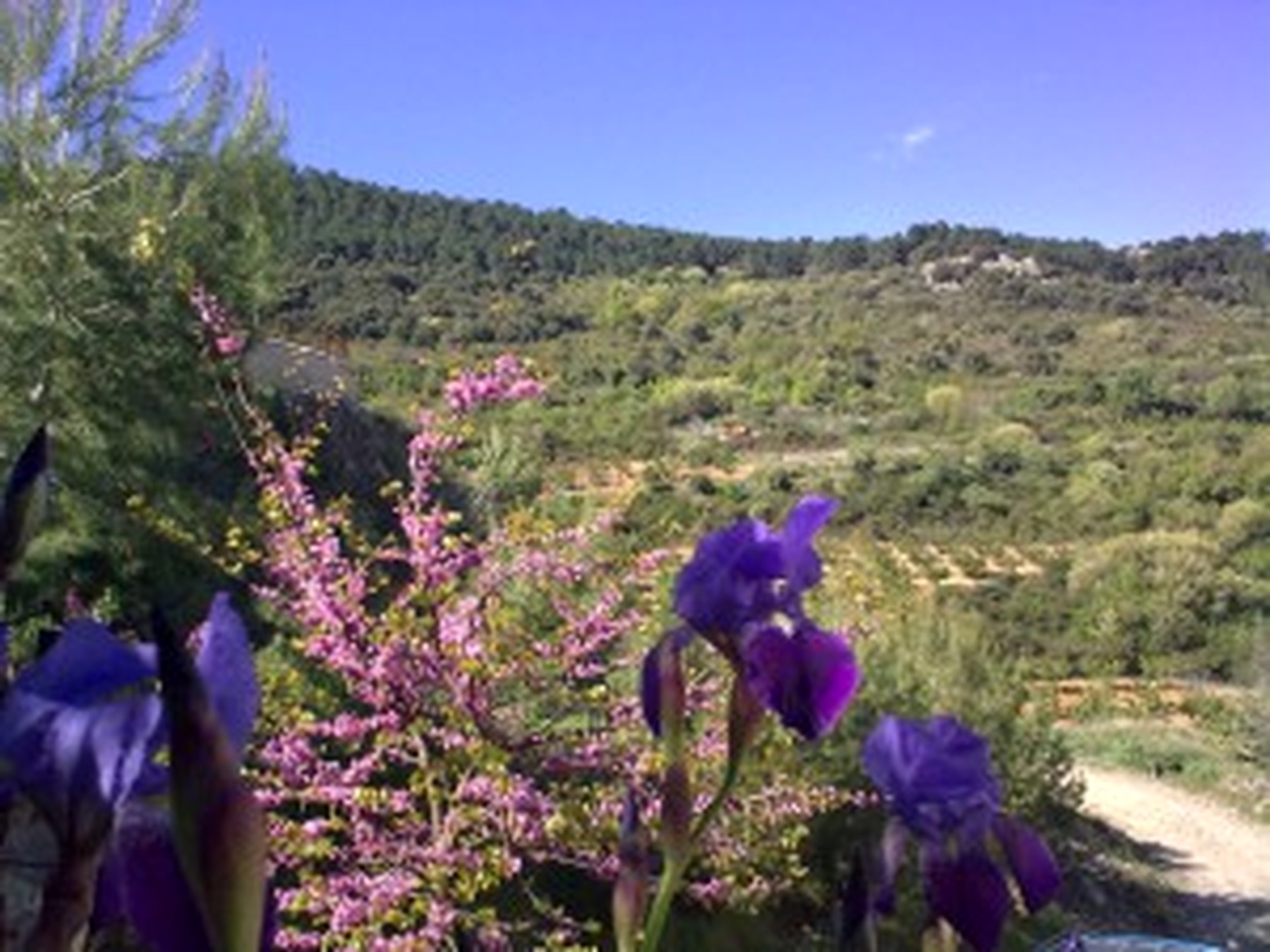 Paisaje de verano